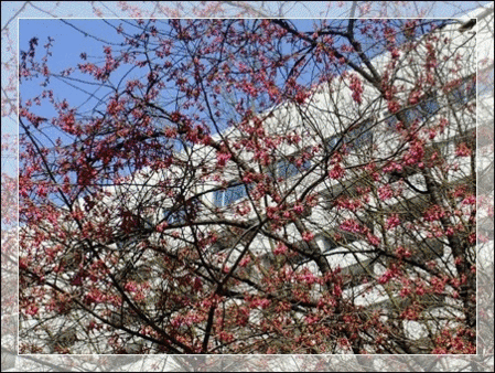 寒緋桜