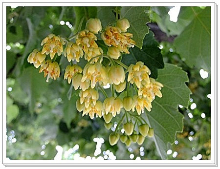 菩提樹