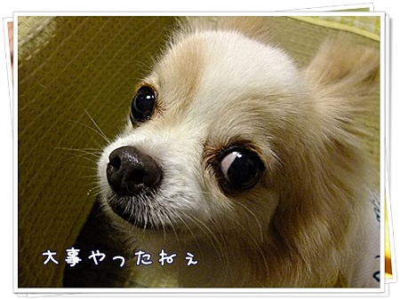 おおごと