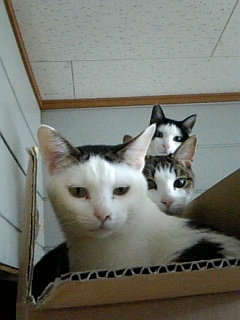 ねこ©bbspink.com	YouTube動画>22本 ->画像>1446枚 