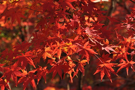 亀山公園の紅葉・12