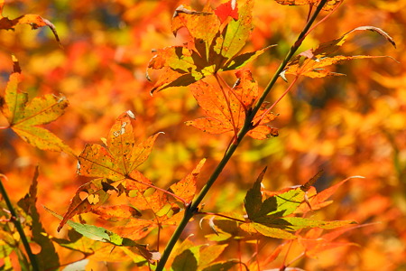 高取城跡の紅葉-8