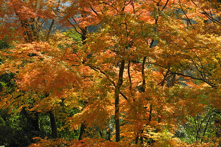 高取城跡の紅葉-10