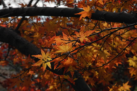竜田川公園の紅葉-2