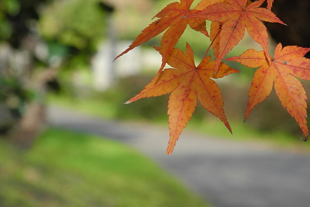 竜田川公園の紅葉-4