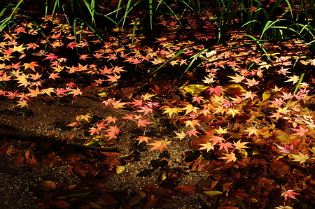 下鴨神社の紅葉(D90)-3