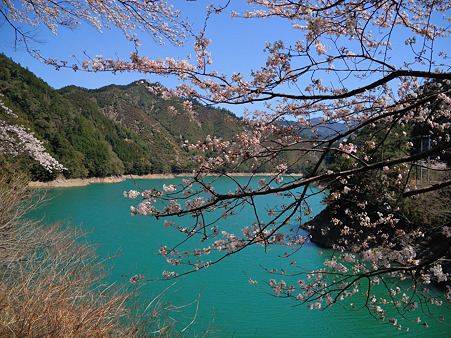 下北山村の桜・6