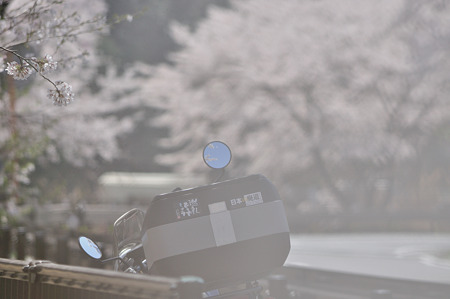 下北山村で桜ツーリング・2