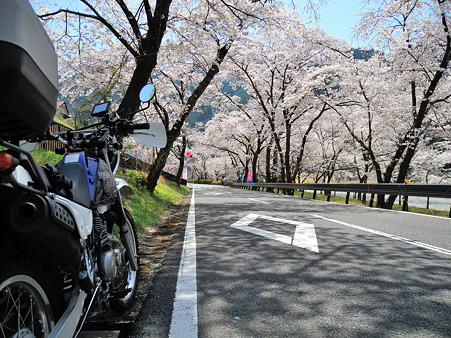 下北山村で桜ツーリング・4