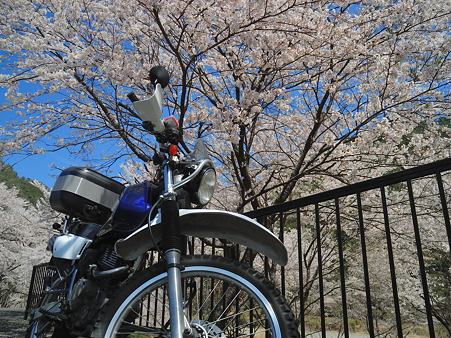 下北山村で桜ツーリング・6