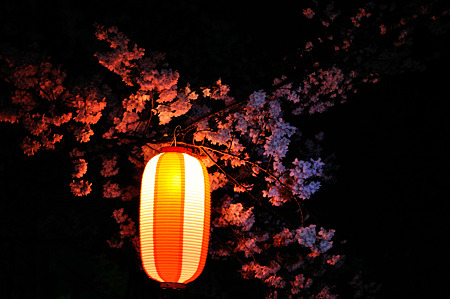 自力ライトアップで桜撮影・7