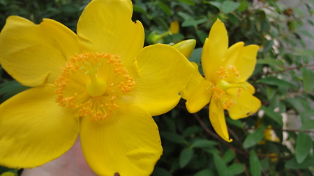 カラーの花　東品川あたり