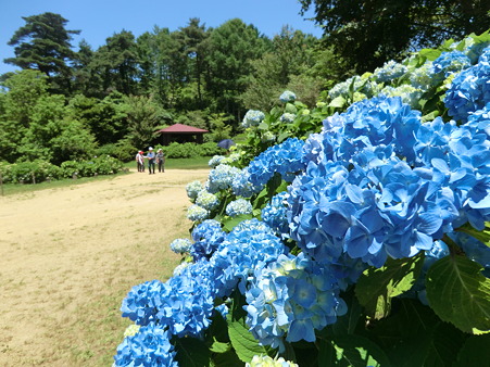 長谷池のアジサイ