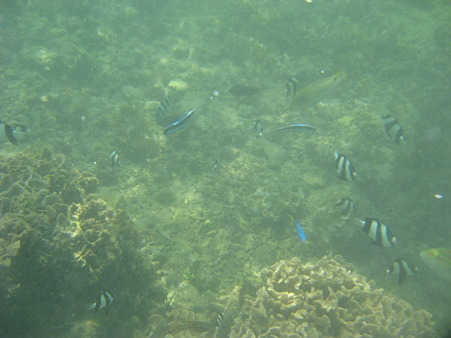 アルパット島近くで熱帯魚その１０