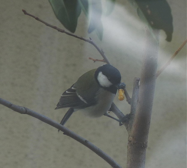 イラガの蛹を食べるシジュウカラ 写真共有サイト フォト蔵